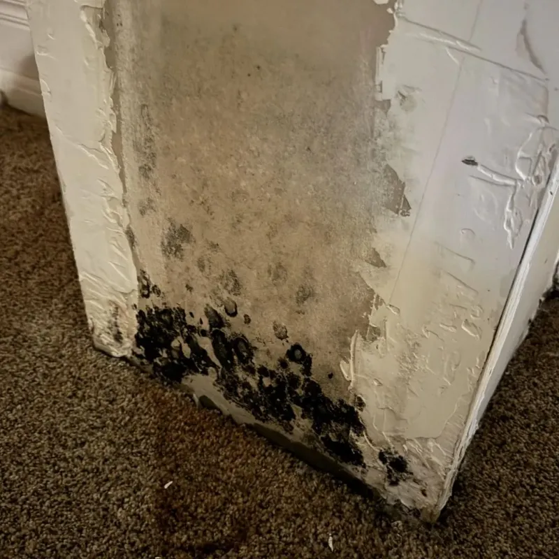 Professional Mold Removal in South Weber, UT
